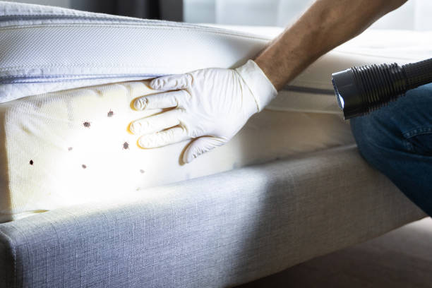 Best Local Pest Control Services  in Roselawn, IN